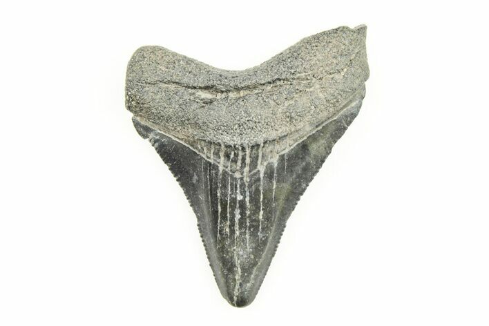 Serrated, 1.9" Juvenile Megalodon Tooth - South Carolina